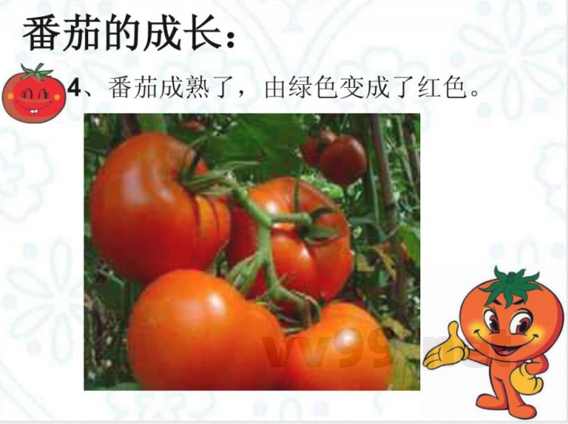 三年级上册科学《番茄》粤教版